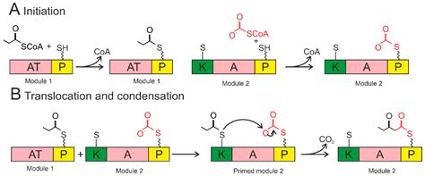 Plants | Free Full-Text | Bacterial Siderophores: Classification ...