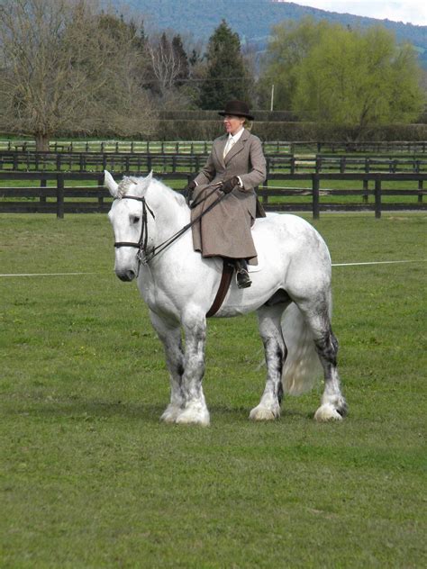 Percheron | Percheron horses, Dressage horses, Beautiful horses