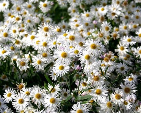 Boltonia asteroides Snowbank - Mount Venus Nursery