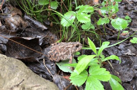 Are Toads Poisonous To Humans? (How to Know)