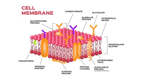 What is permeability of cell membrane?