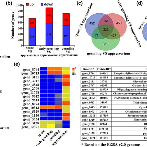 Transcriptomic profiling of fungal cells during appressorium... | Download Scientific Diagram