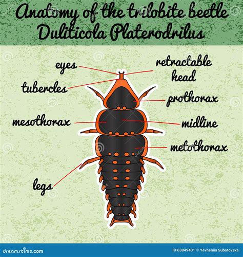 Insect Anatomy. Trilobite Beetle Duliticola Stock Illustration - Image: 63849401