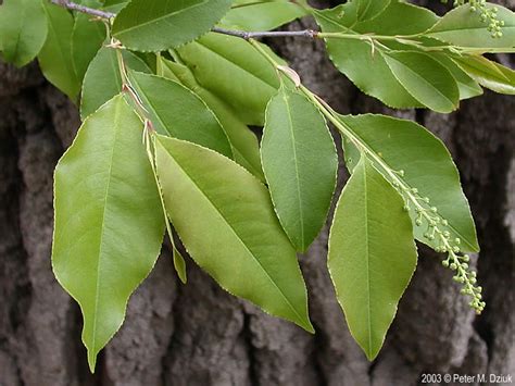 Prunus serotina (Black Cherry): Minnesota Wildflowers | Plant identification, Black cherry, Prunus