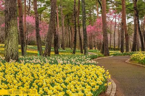 HITACHI SEASIDE PARK: Early Spring Blooms in Ibaraki, Japan | The Poor Traveler Itinerary Blog