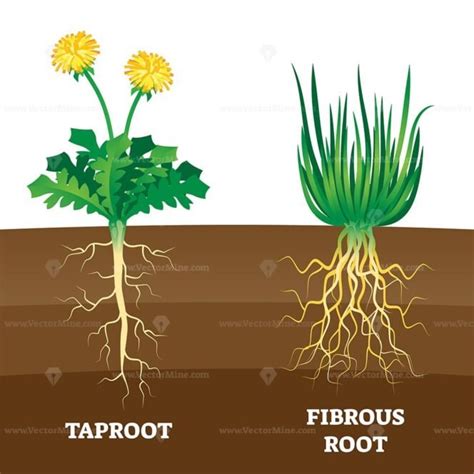 Taproot and fibrous root example comparison vector illustration scheme ...