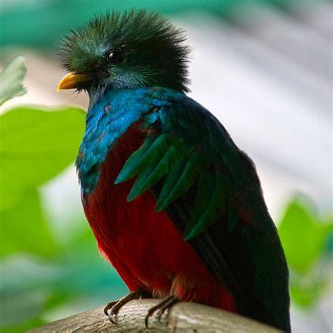 El Quetzal, ave nacional | Animal de Guatemala | Pinterest