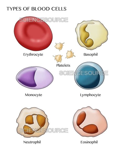 Photograph | Blood Cell Types, Illustration | Science Source Images