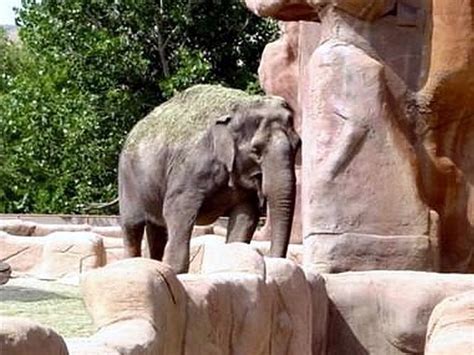 Photo 11: Asian elephant - Copyright © 08/2002 by J. W.