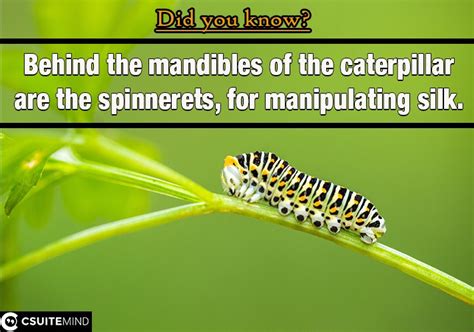 Fact : Behind the mandibles of the caterpillar are the spinnerets, for manipulating silk.