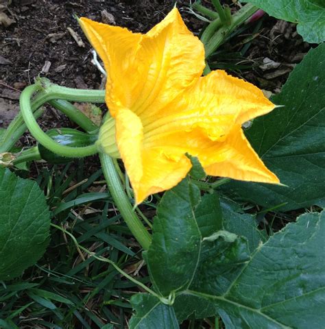 Spontaneous Squash Garden | Wildtrumpetvine