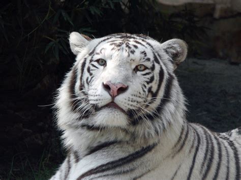 White Tiger | HD Wallpapers (High Definition) | Free Background