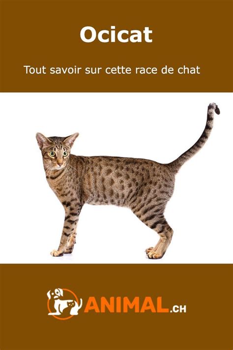 Tout savoir sur la race de chat Ocicat Ocicat, Cat Photo, Cat Breeds, Cats, Animaux, Cat, Gatos ...