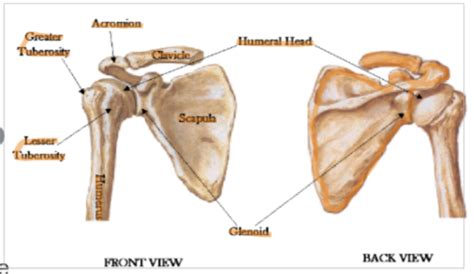 Pectoral Girdle Diagram | Quizlet