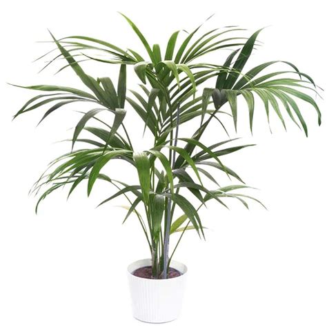 Kentia Palm - Kadiyam Nursery Leading Supplier of Plants in Rajahmundry