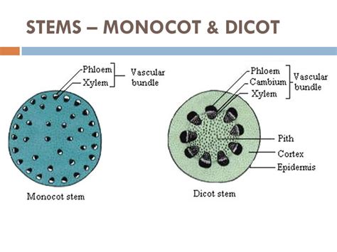 Monocot Stem Cross Section