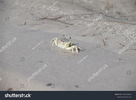 Fiddler Crabs Most Common Crab Salt Stock Photo 2220318201 | Shutterstock