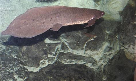 Australian Lungfish | SIMILAR BUT DIFFERENT IN THE ANIMAL KINGDOM