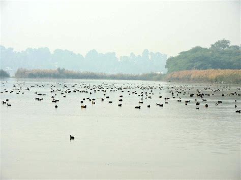 Sukhna Lake: A Serene Retreat in the Heart of Chandigarh