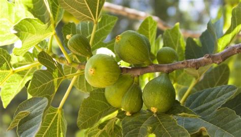 Celeste Fig Tree: Full Planting & Growing Guide for Success - Rennie ...