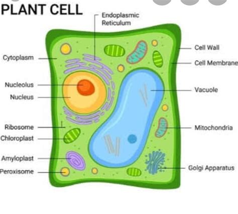 Plant Diagram Labeled