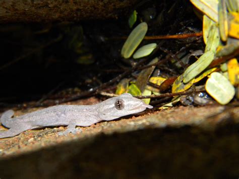 Hemidactylus frenatus | House Gecko (Hemydactilus frenatus) … | Flickr