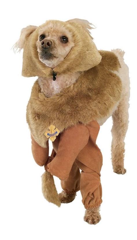 cowardly lion dog costume - courage! | Pet costumes, Dog costumes funny, Lion dog