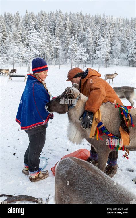 Sweden, Norbotten County, Jokkmokk, reindeer herders in his coral (pen ...