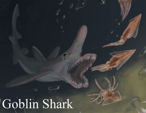 Joshua Otero: Shark Week! Goblin Shark!