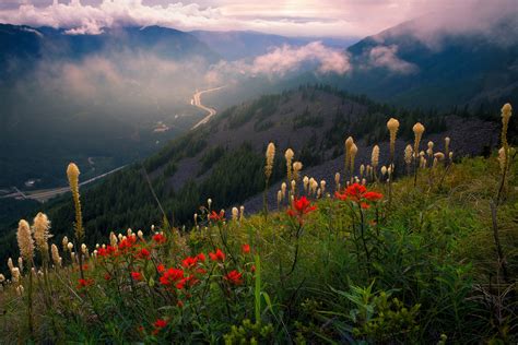 7 Indispensable Tips for Photographing Wildflowers in Spring