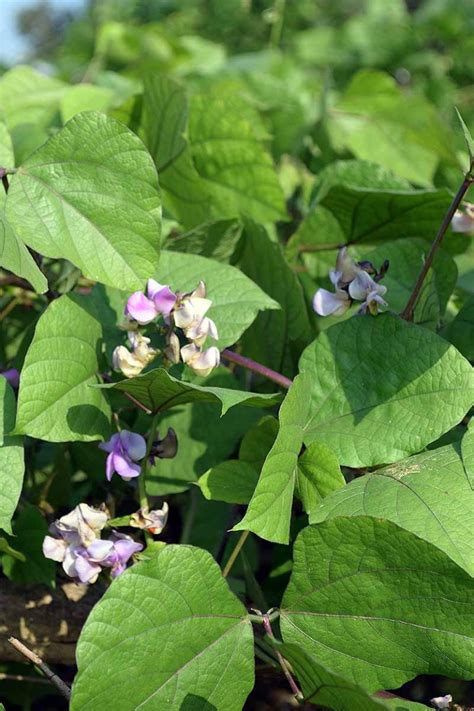 How to Grow and Care for Hyacinth Bean Vines | Gardener’s Path