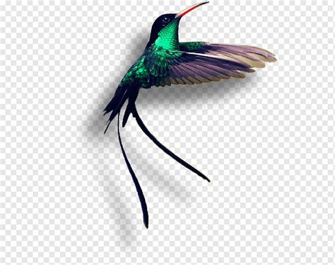 Jamaica National Bird And Flower | Best Flower Site