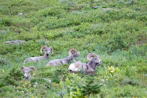 Group buys Idaho ranch to protect bighorn sheep habitat