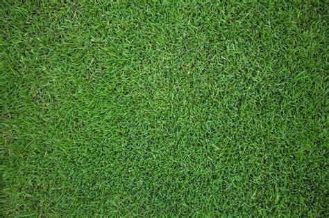 Grass Images - Free Download on Freepik