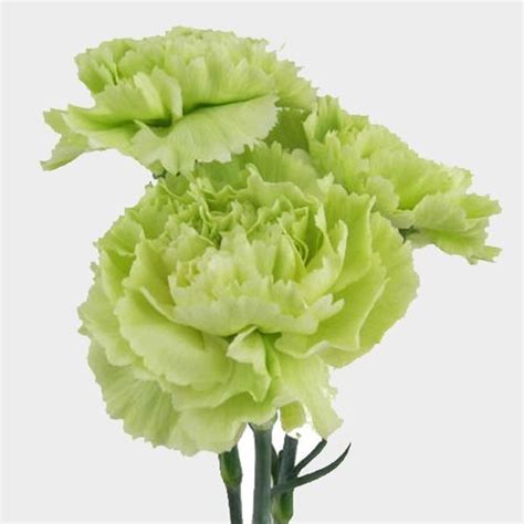 Carnations Fancy Green Flowers - Wholesale - Blooms By The Box