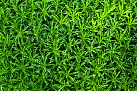 Green Plant Wallpaper Free Stock Photo - Public Domain Pictures