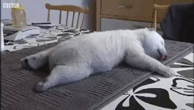 Sleeping Bear GIFs - Find & Share on GIPHY