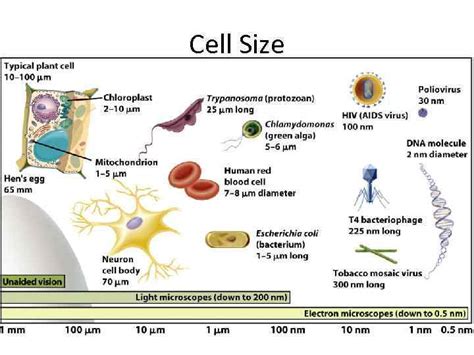 Cell Size Microscope Measurement How big is