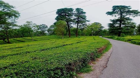 Can Kangra tea reclaim former glory with coveted EU PGI tag? Industry ...