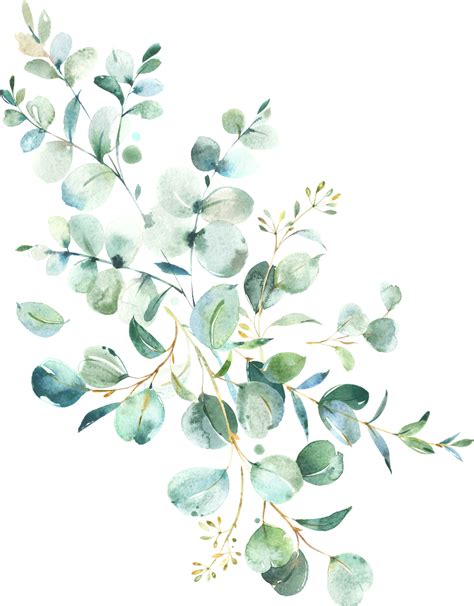 Eucalyptus Frame Watercolor Png