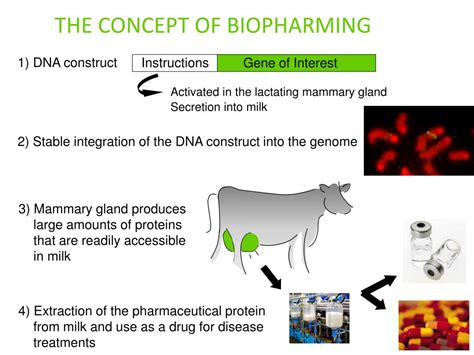 PPT - Transgenic Animals - Technology and applications PowerPoint Presentation - ID:1984736