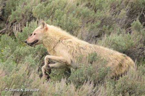 Yellowstone Wolf: Tracking the Packs