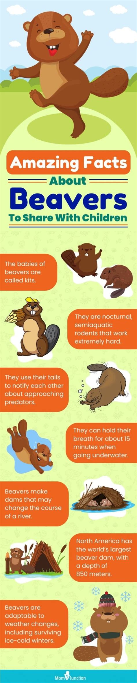 21 Unbelievable Beaver Facts And Information For Kids