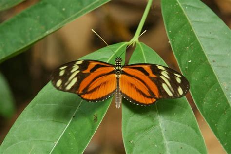 Free postman longwing butterfly Photos & Pictures | FreeImages