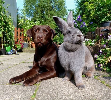 Flemish Giant rabbit ~ Detailed Information | Photos | Videos