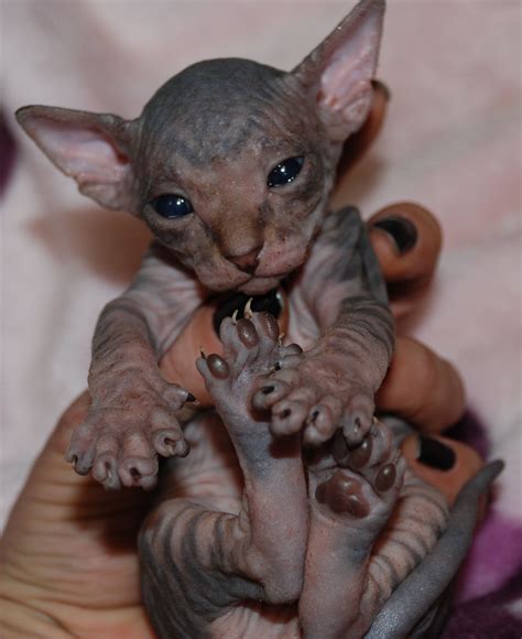 I am so in love! | Sphynx kittens for sale, Hairless kitten, Cute ...