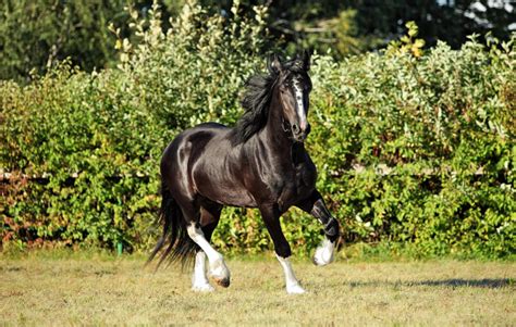 Shire Horse Breed Guide: Characteristics, Health, & Nutrition | Mad Barn