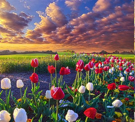 Spring, Flowers, Tulips, Field, Sunrise, Grass, Clouds, Nature, Landscape / and Mobile ...