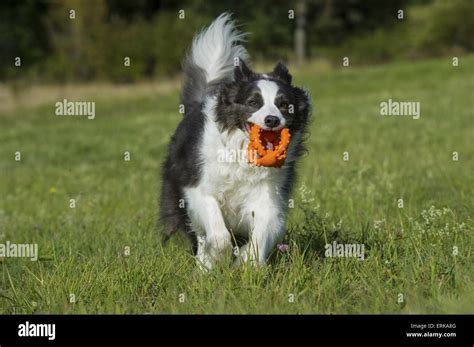 playing Border Collie Stock Photo - Alamy