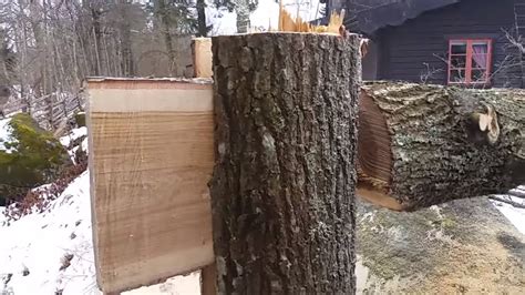 Tongue and groove tree felling technique - YouTube